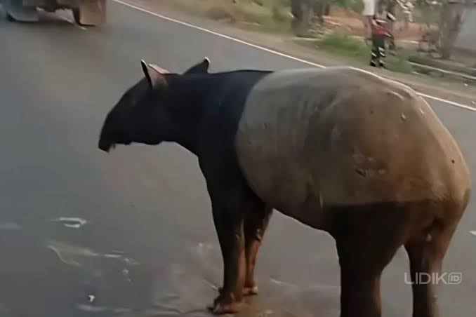 Terungkap! Ini Motif Peran Empat Pelaku Pembunuhan Tapir diLampung