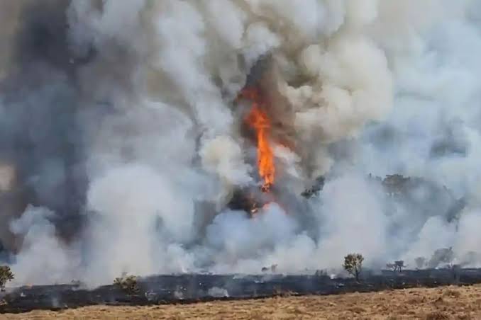 Alun-Alun Suryakencana Gunung Gede Terbakar, Diduga Kompor Pendaki Meledak